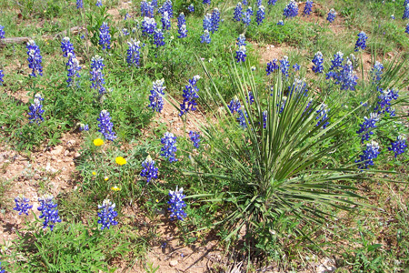 2003_04_06_Bluebonnet Day With Pam_012