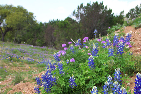 2003_04_06_Bluebonnet Day With Pam_015