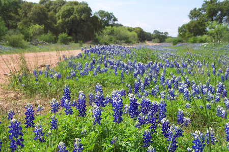 2003_04_06_Bluebonnet Day With Pam_019