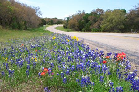 2003_04_20_Guess Date_Wildflowers_007