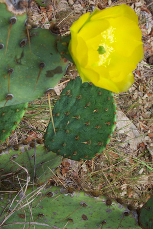 CactusPricklyPearYellowBloomCloseup