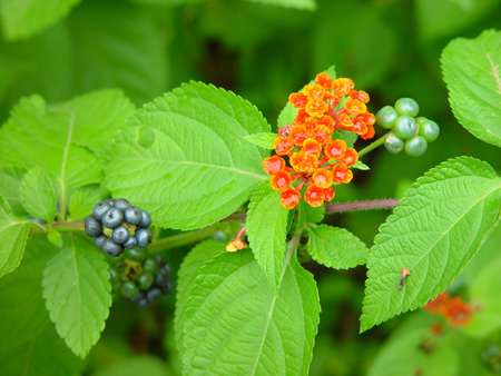 OrangeFlowersBerriesLeaves