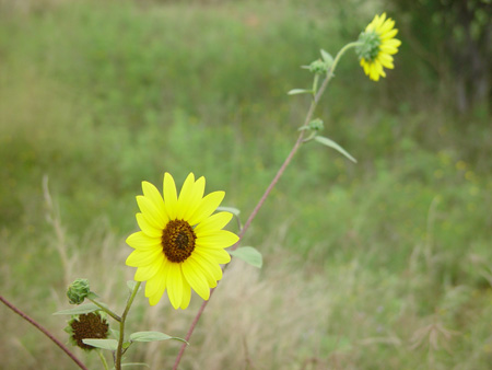 SunflowerCloseup