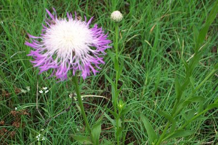 ThistlePurpleWhite