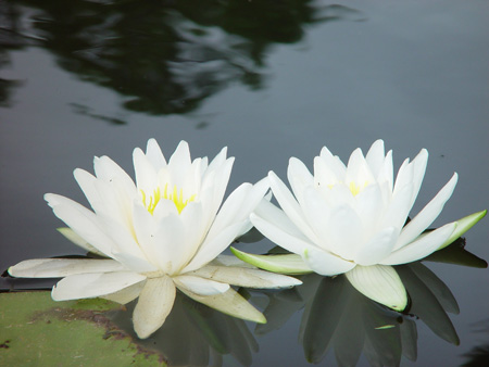 WaterLillies2InWaterWithReflections-Good