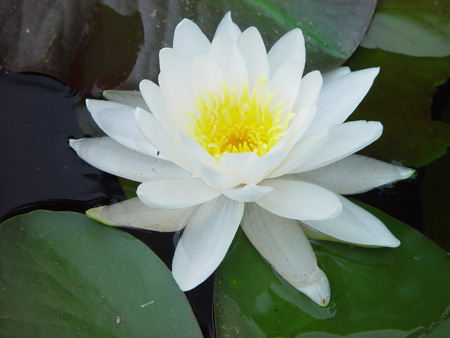 WaterLilly