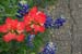2003_04_20_Guess Date_Wildflowers_009