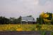 SunflowerFieldHouseBackground2