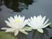 WaterLillies2InWaterWithReflections-Good